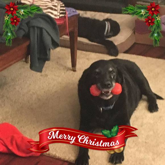 eBay.com/str/kjsdistribution (4 nonposh Items) - Picture 3 of 8